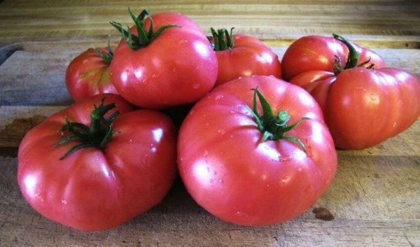 Tomato 