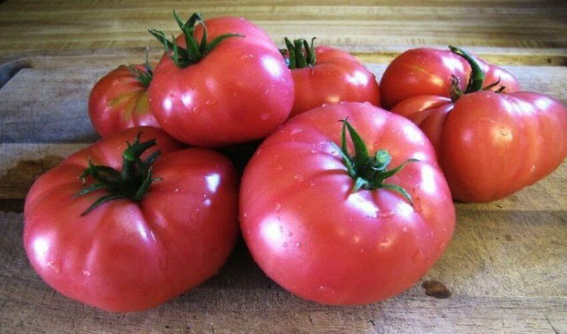 Tomato 