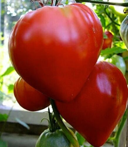 Tomato 