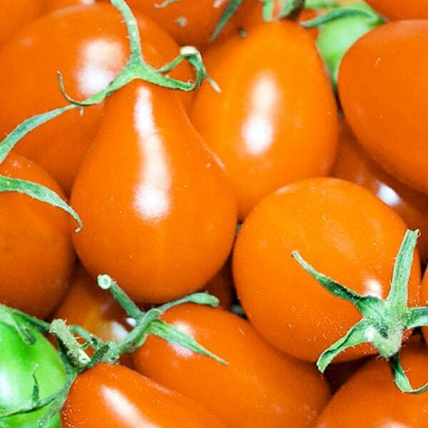 Tomato 