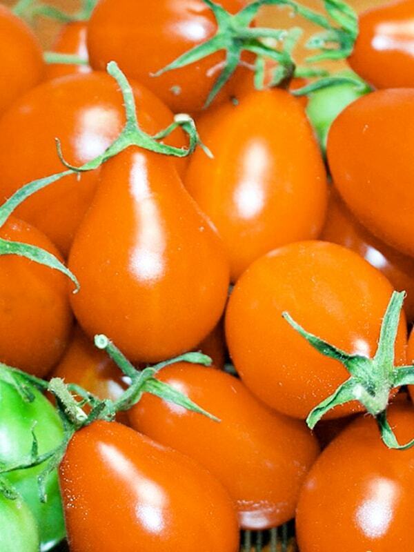 Tomato 