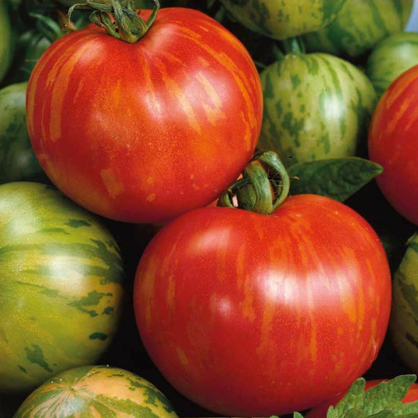 Tomato 