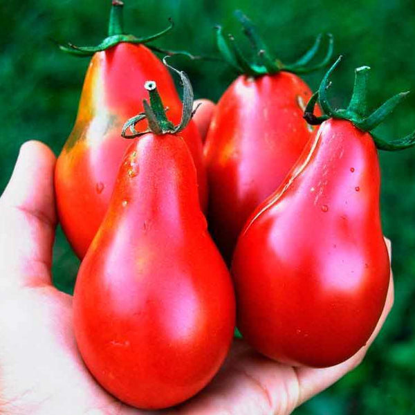 Tomato 