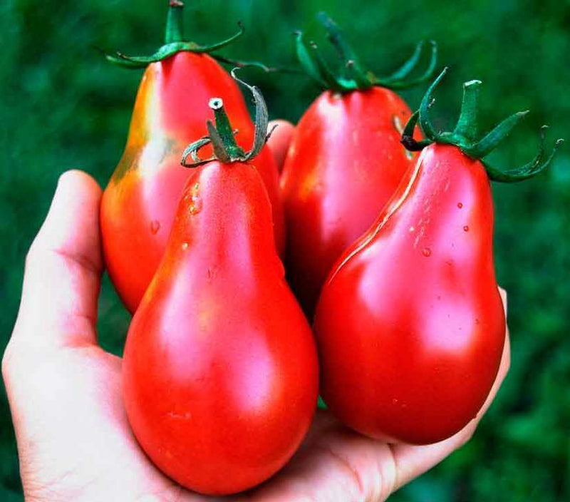 Tomato 