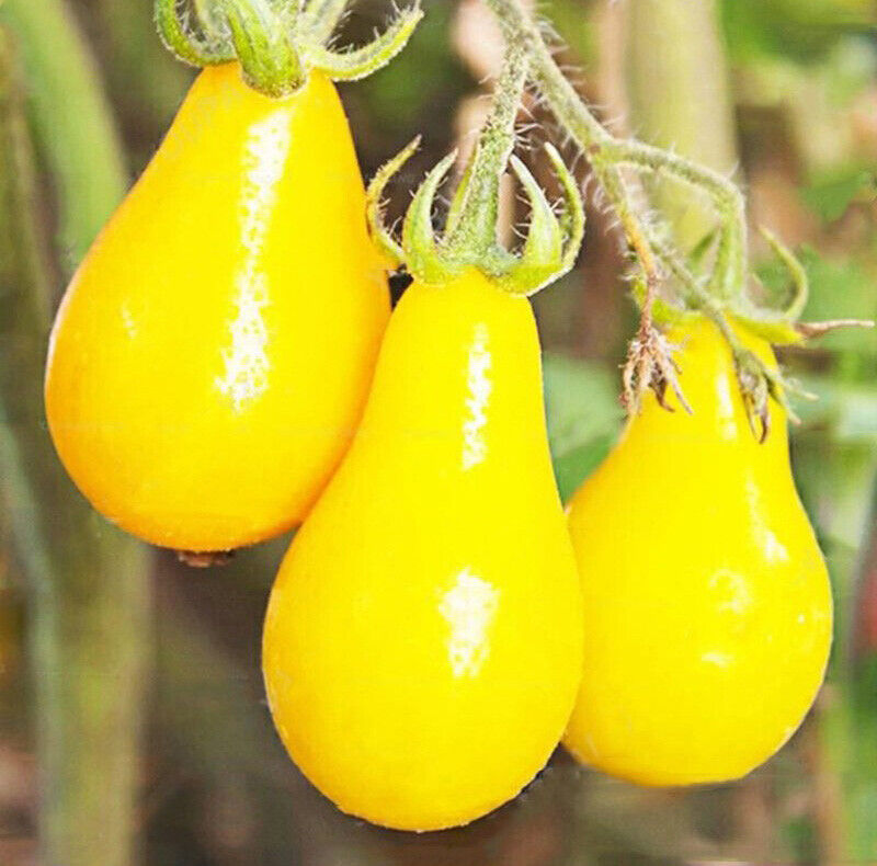 Tomato 