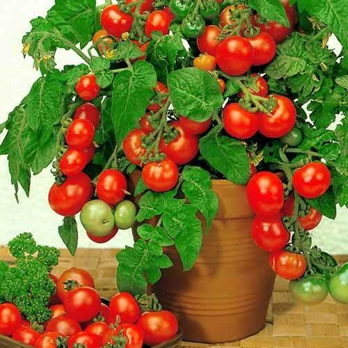 Tomato 