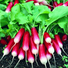 Radish 