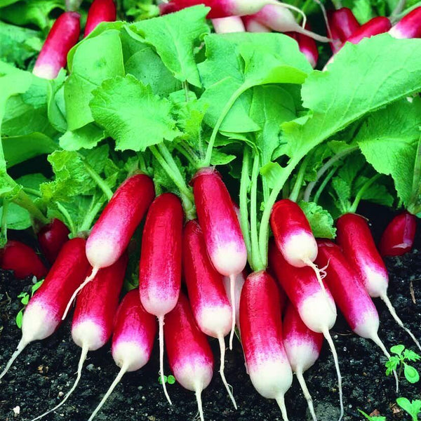 Radish 