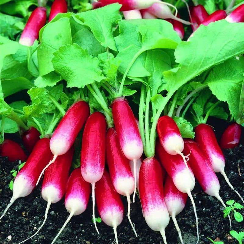 Radish 