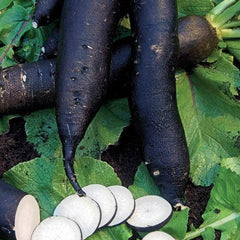 Radish 