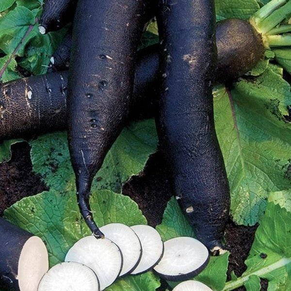 Radish 