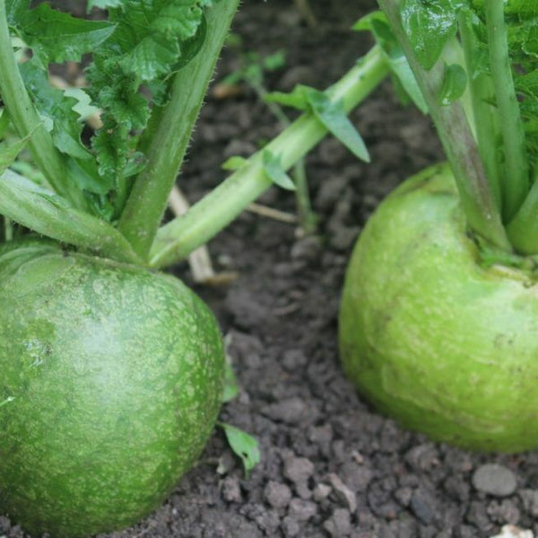 Radish 