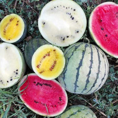 Watermelon 