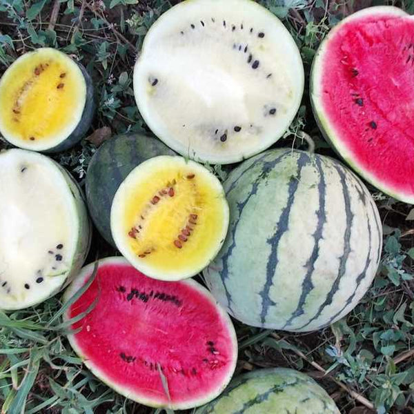 Watermelon 