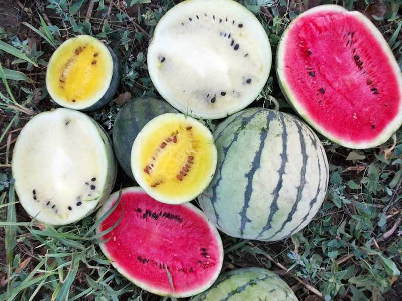 Watermelon 