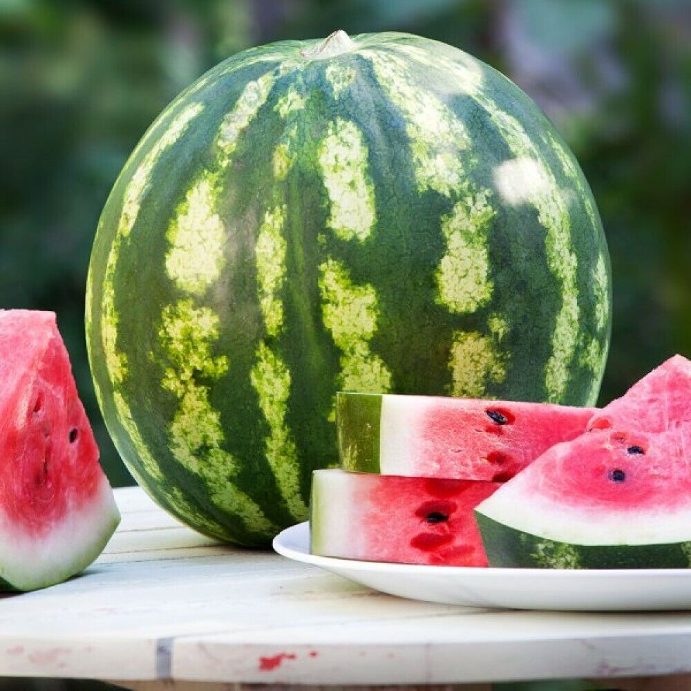 Watermelon " Crimson Sweet  " Exotic 10 Fruit Seeds