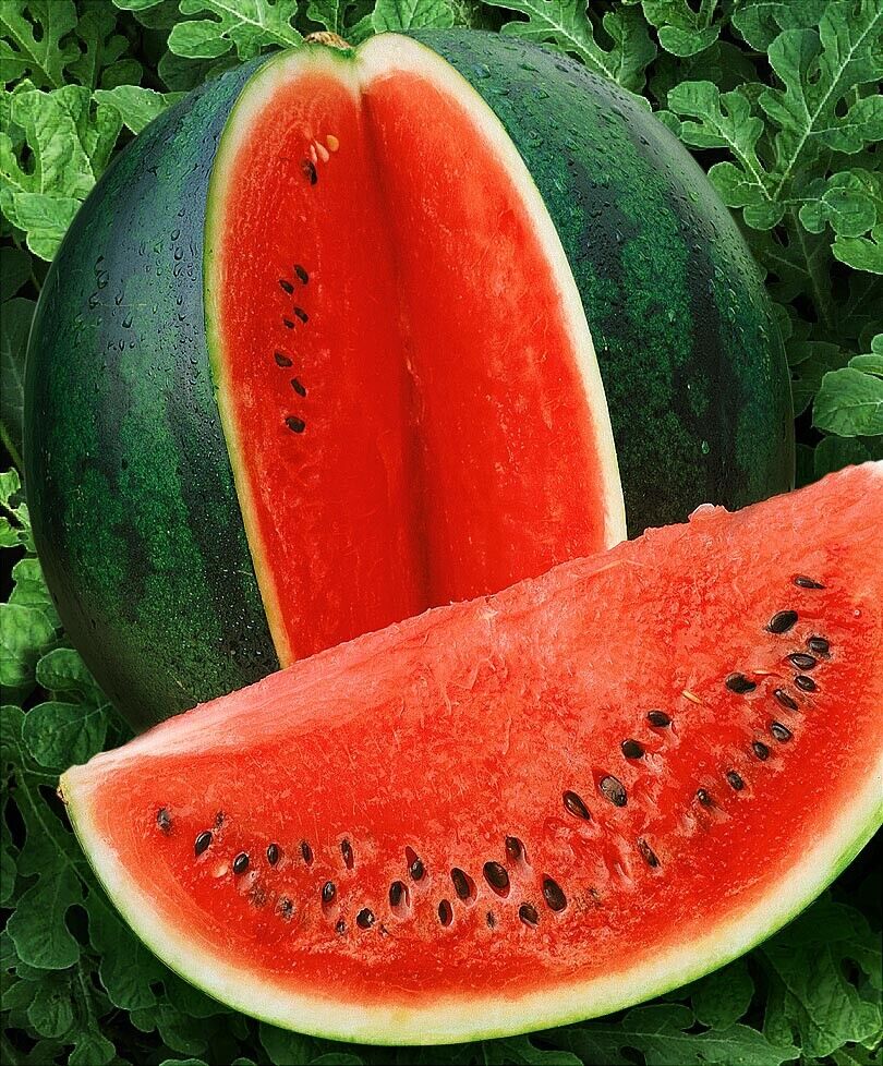 Watermelon " Sugar Baby  " Exotic 10 Fruit Seeds