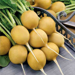 Radish 
