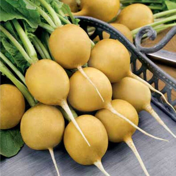 Radish 