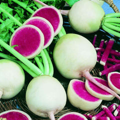 Radish 