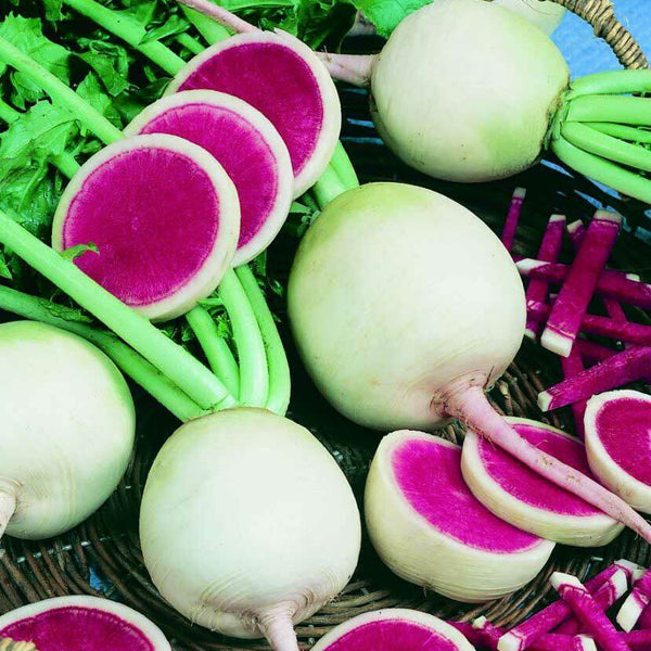 Radish 