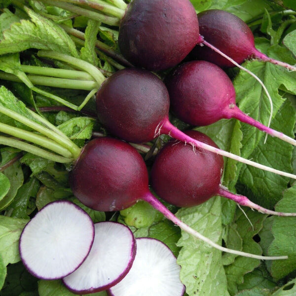 Radish 