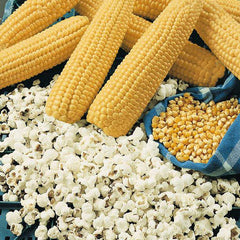 Corn 