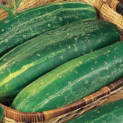 Cucumber 