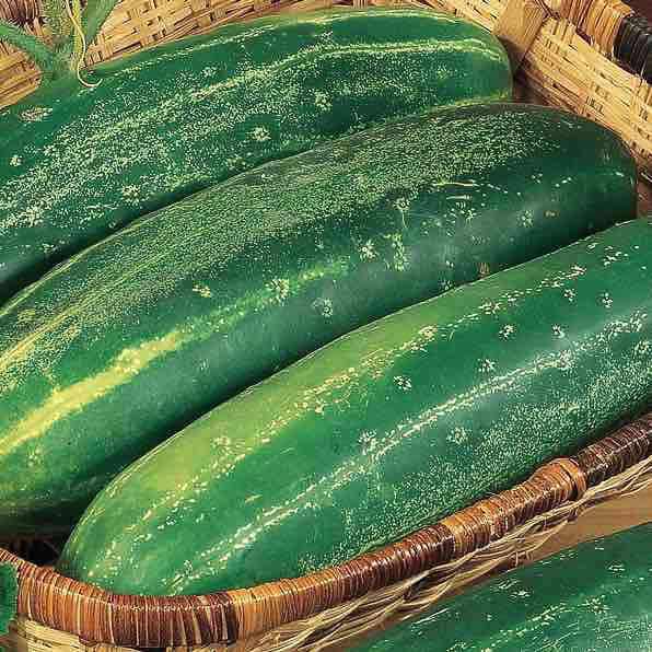 Cucumber 