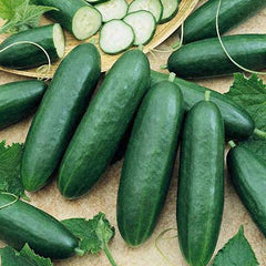 Cucumber 