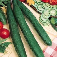 Cucumber 