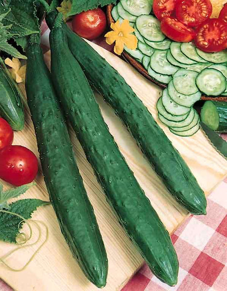 Cucumber 