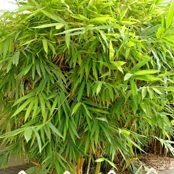 Bamboo 