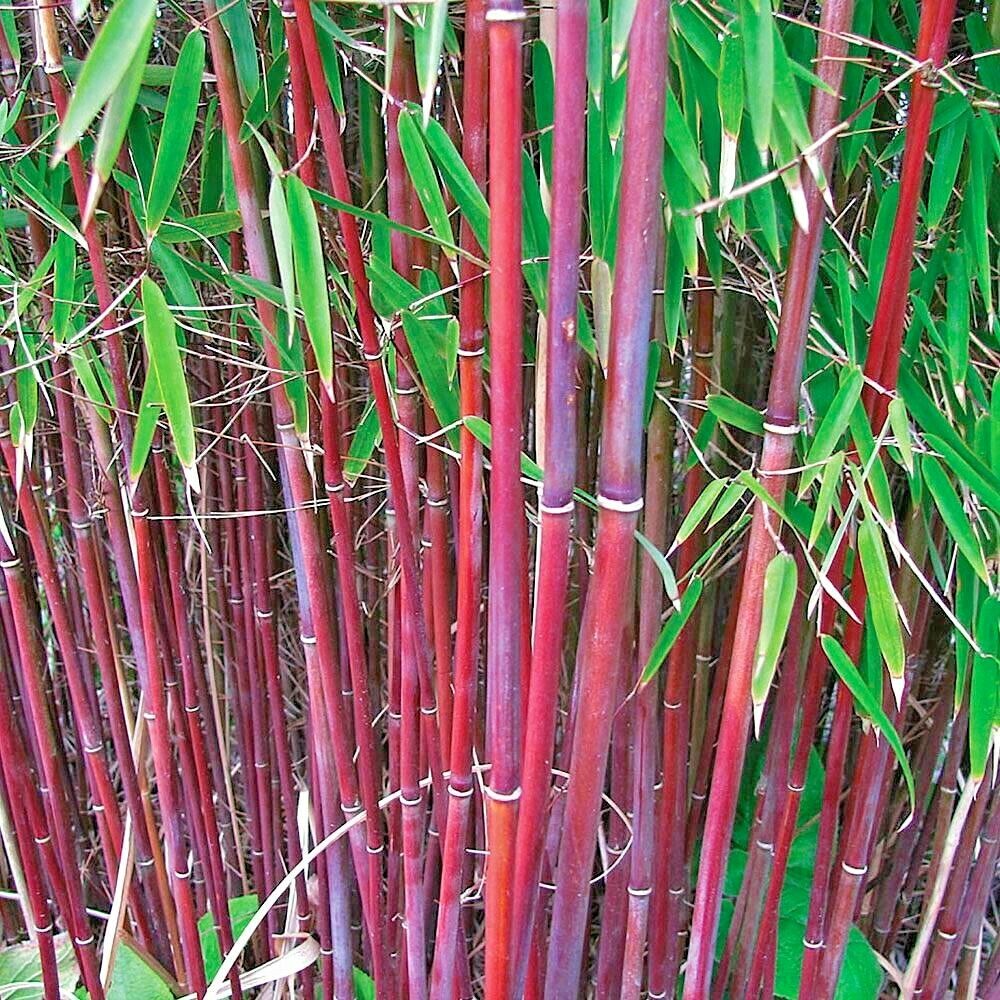 Bamboo " Red Dragon  " Exotic 40 Tree Seeds