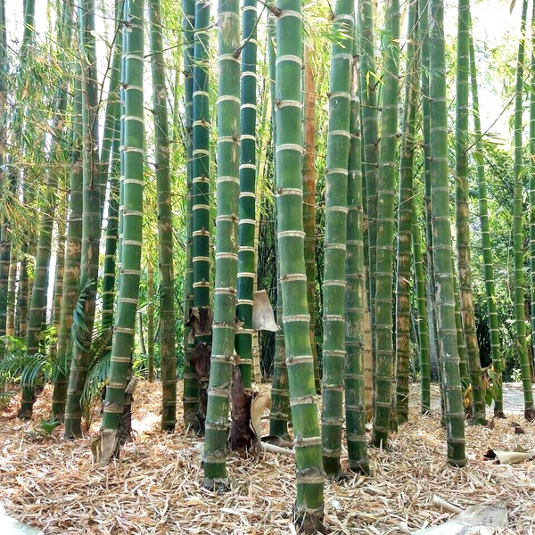 Bamboo 