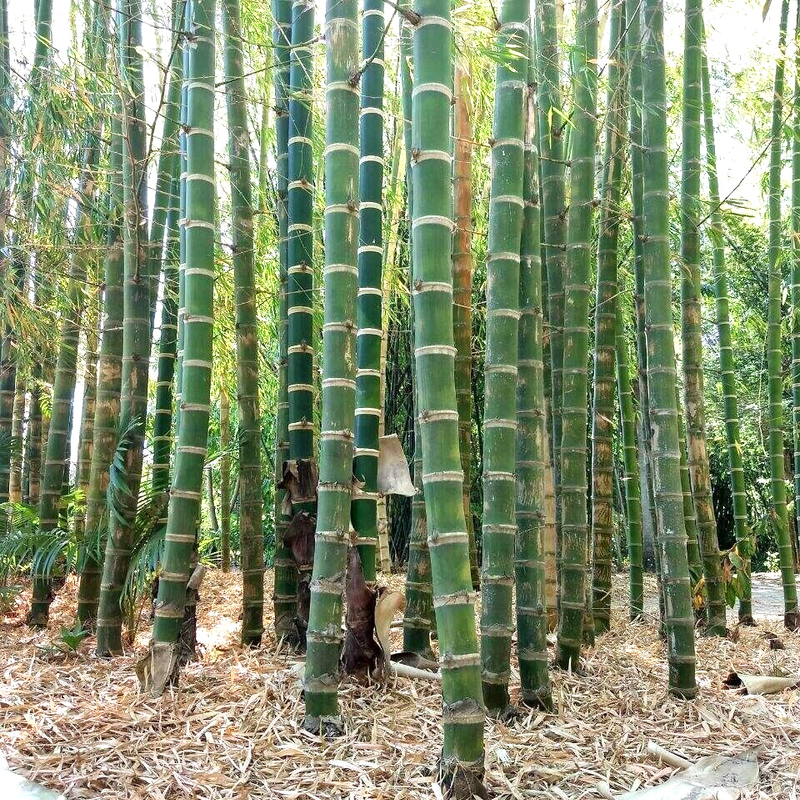 Bamboo 