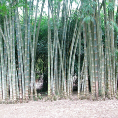 Bamboo 