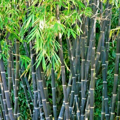 Bamboo 