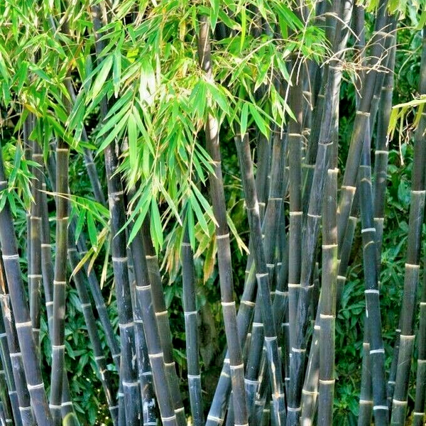Bamboo 