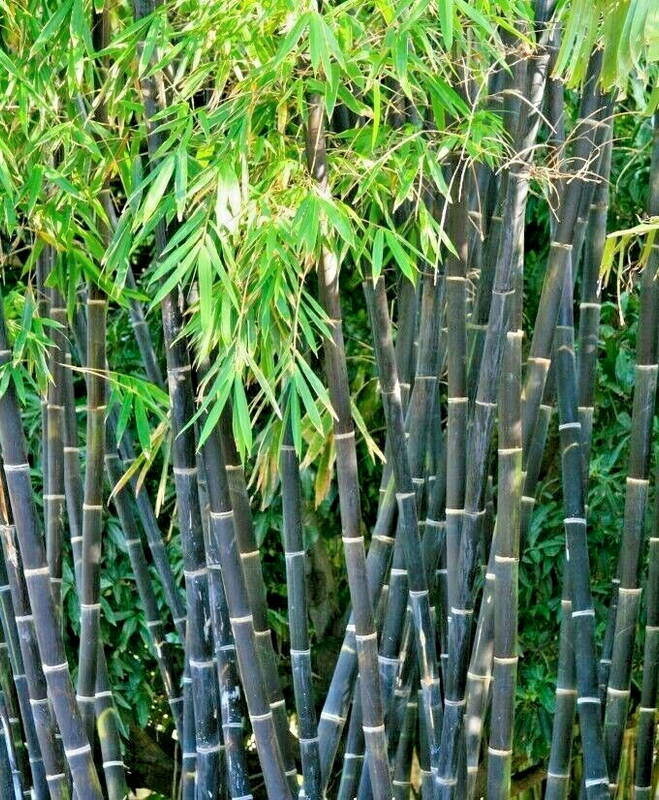 Bamboo 