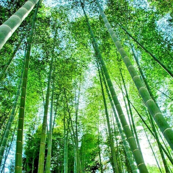 Bamboo 