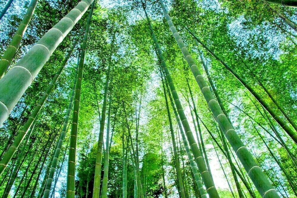 Bamboo " Giant Moso  " Exotic 40 Tree Seeds