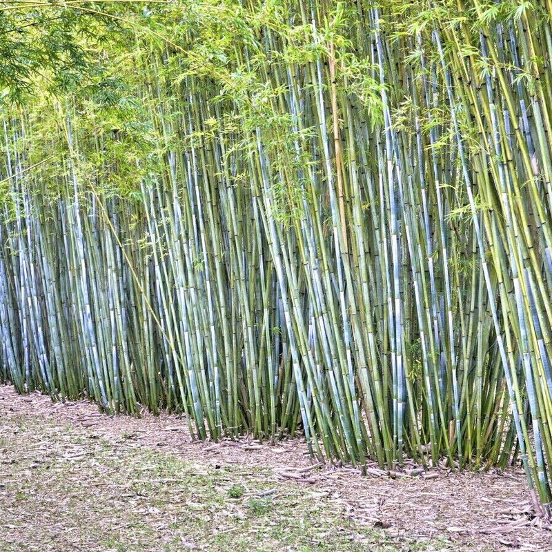 Bamboo 