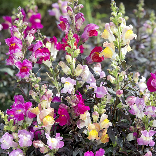 Antirrhinum 