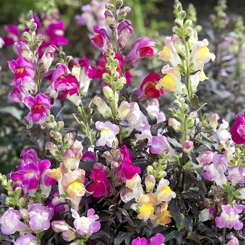 Antirrhinum " Twilight Mix  " Exotic 30 Flower Seeds