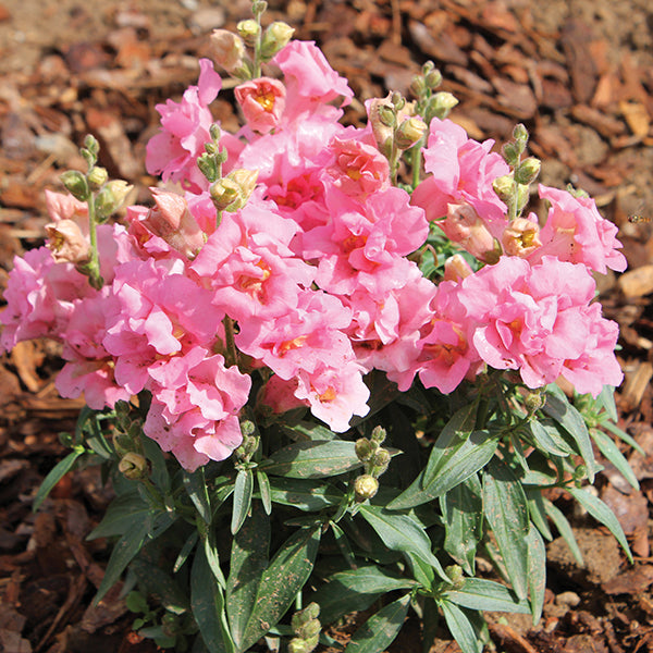 Antirrhinum 