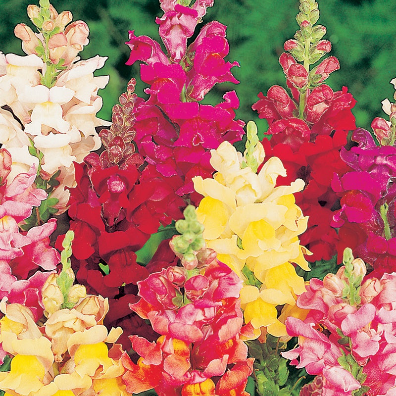 Antirrhinum " Intermediate Mixed  " Exotic 30 Flower Seeds