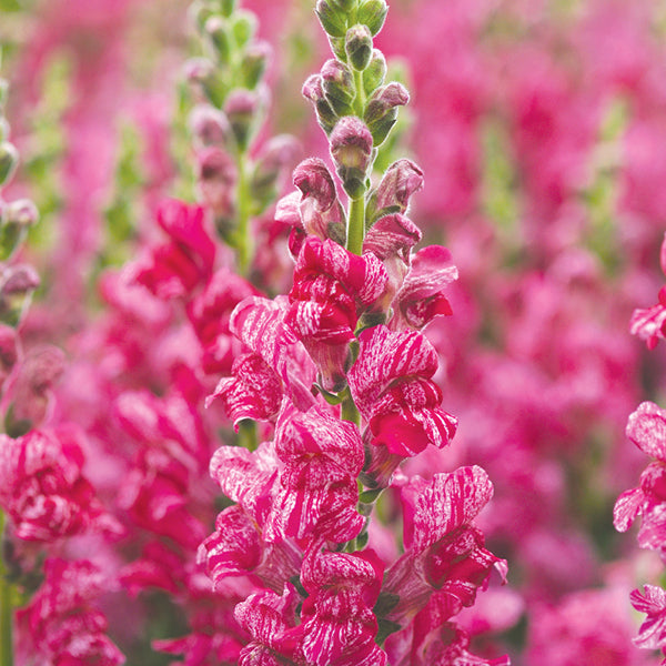 Antirrhinum " Purple Twist  " Exotic 30 Flower Seeds