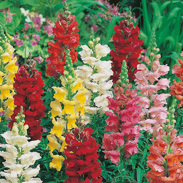 Antirrhinum " Rust Resistant Mixed  " Exotic 30 Flower Seeds