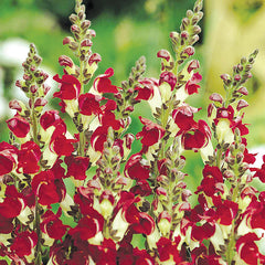 Antirrhinum 